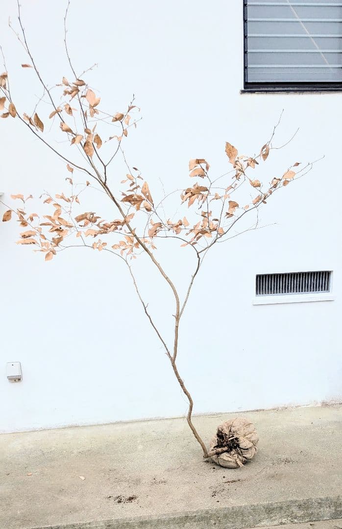 山採りヤマコウバシ。