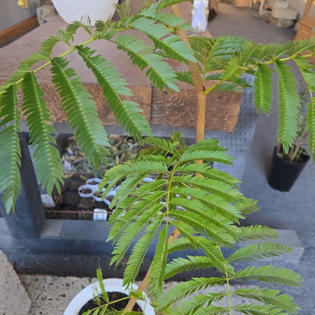 ②　エバーフレッシュ曲がり仕立て　7号特大苗木最高等級極上品‼️