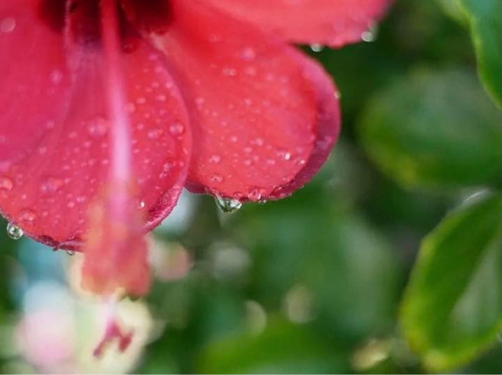 OLYMPUSやPanasonic対応！25mm F1.8単焦点レンズ！サード製