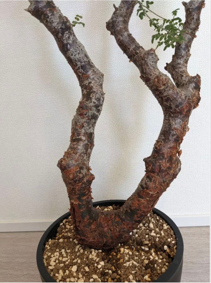 モンストローサ　　発根済