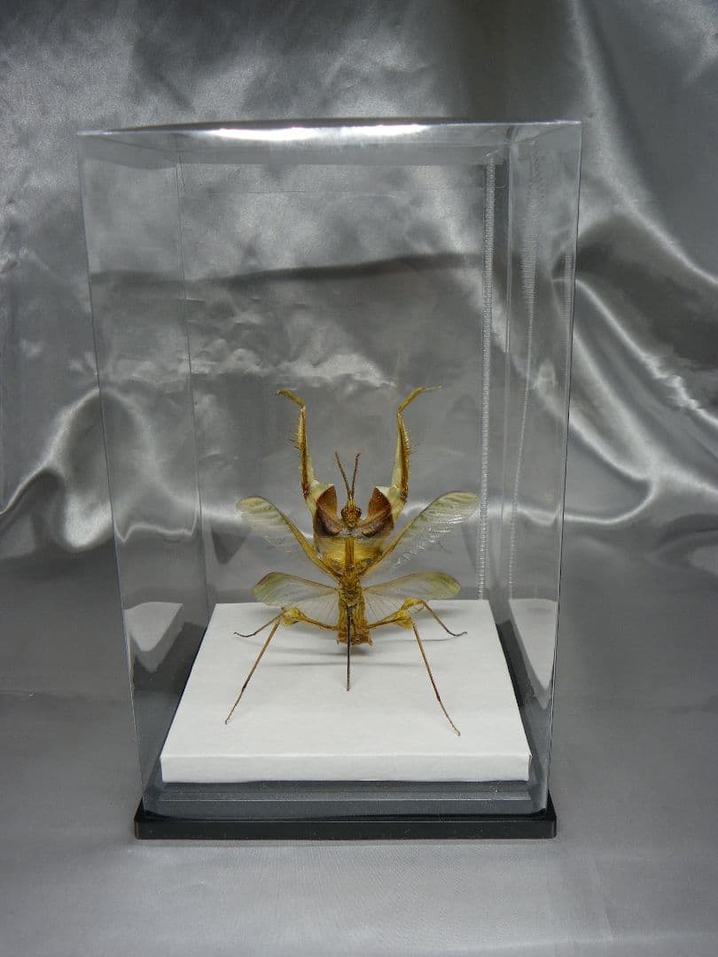 ニセハナマオウカマキリ　雄　立体標本