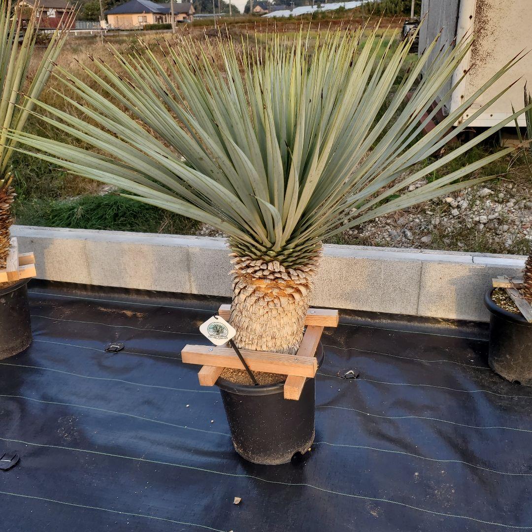 ユッカ　マルデヌベス　verロスト⑥