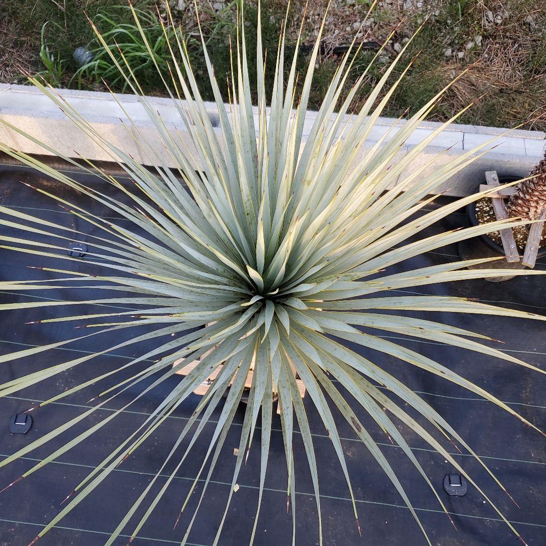 ユッカ　マルデヌベス　verロスト⑥