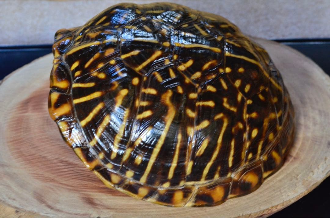 【激レア】フロリダハコガメ骨格標本(甲羅) フルアダルト　剥製　爬虫類