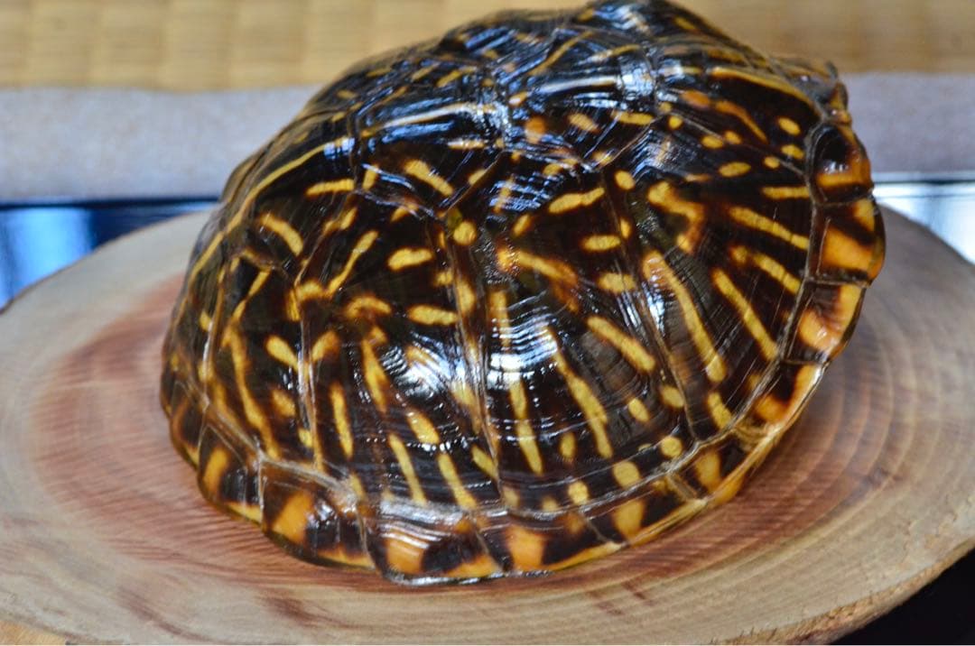 【激レア】フロリダハコガメ骨格標本(甲羅) フルアダルト　剥製　爬虫類