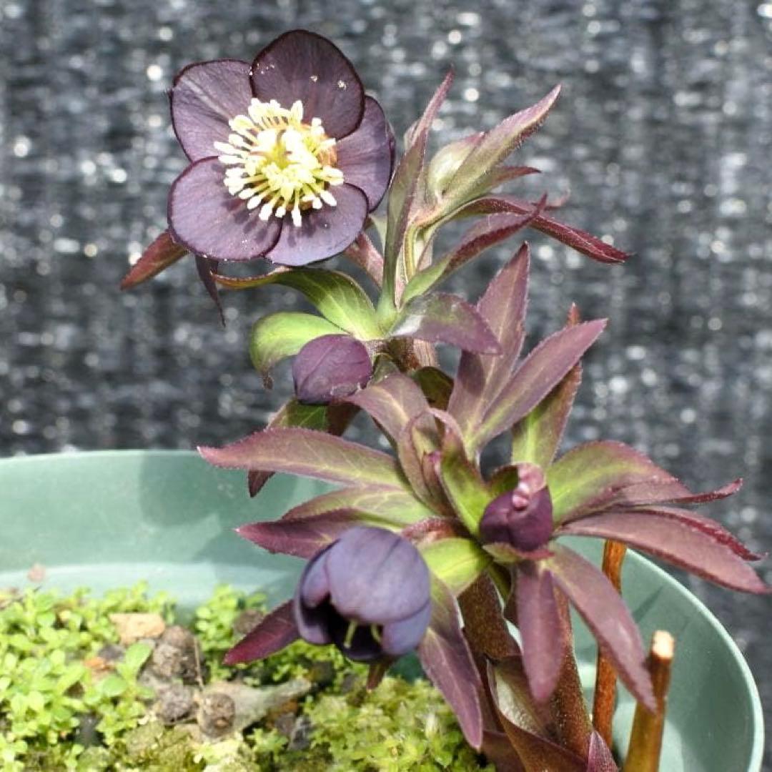 ラ*ク様 3577☘️蕾花付☘️極上☘️⭐️原生地採取⭐️croaticus⭐️