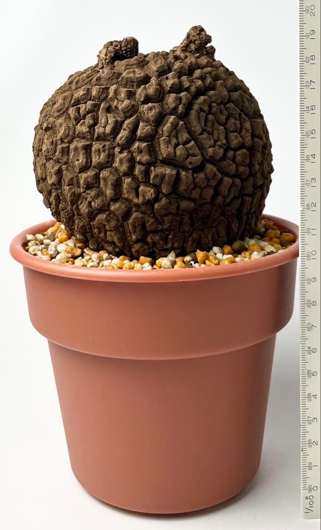 ピザ【極美/大株/塊根植物】ステファニア スベローサ 大株 鉢植え