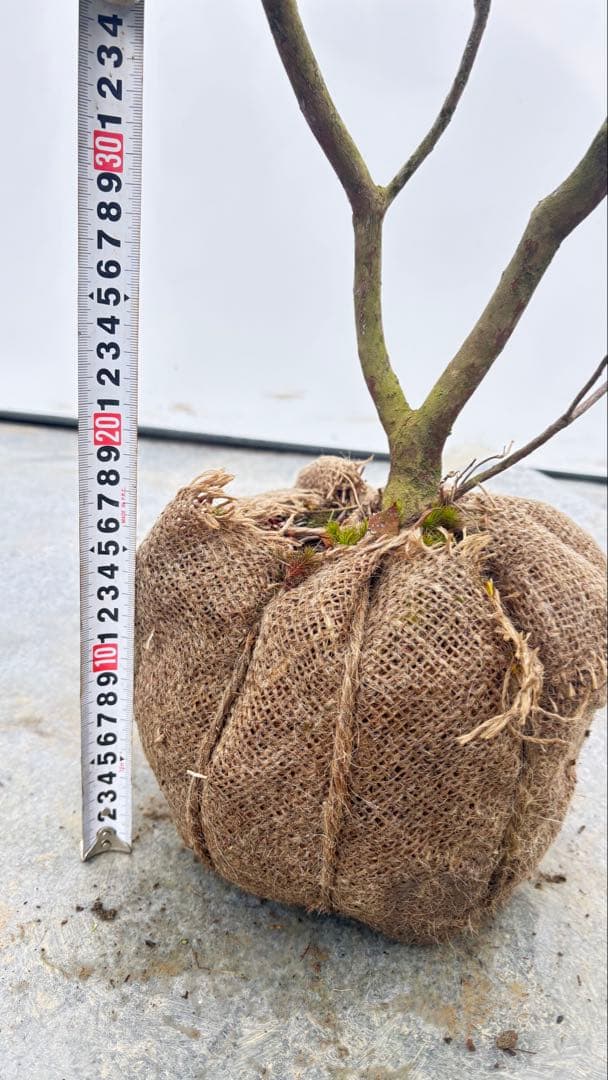 吉野ツツジ ヨシノツツジ 723 樹高1.3m位 吉野躑躅 ツツジ 半常緑低木