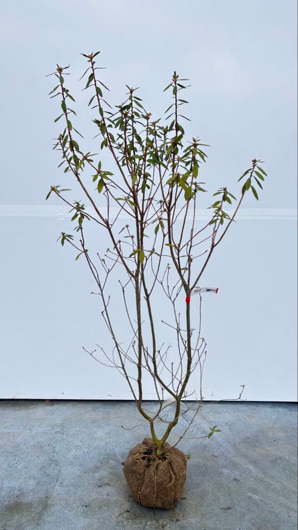 吉野ツツジ ヨシノツツジ 723 樹高1.3m位 吉野躑躅 ツツジ 半常緑低木