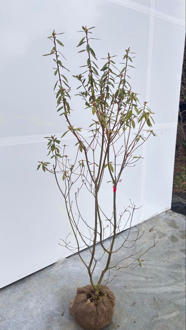 吉野ツツジ ヨシノツツジ 723 樹高1.3m位 吉野躑躅 ツツジ 半常緑低木