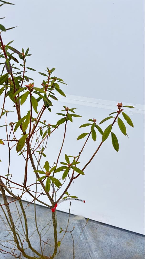 吉野ツツジ ヨシノツツジ 723 樹高1.3m位 吉野躑躅 ツツジ 半常緑低木