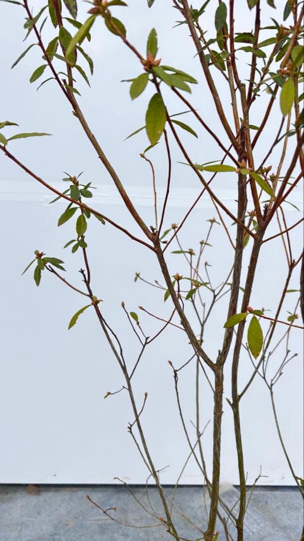 吉野ツツジ ヨシノツツジ 723 樹高1.3m位 吉野躑躅 ツツジ 半常緑低木