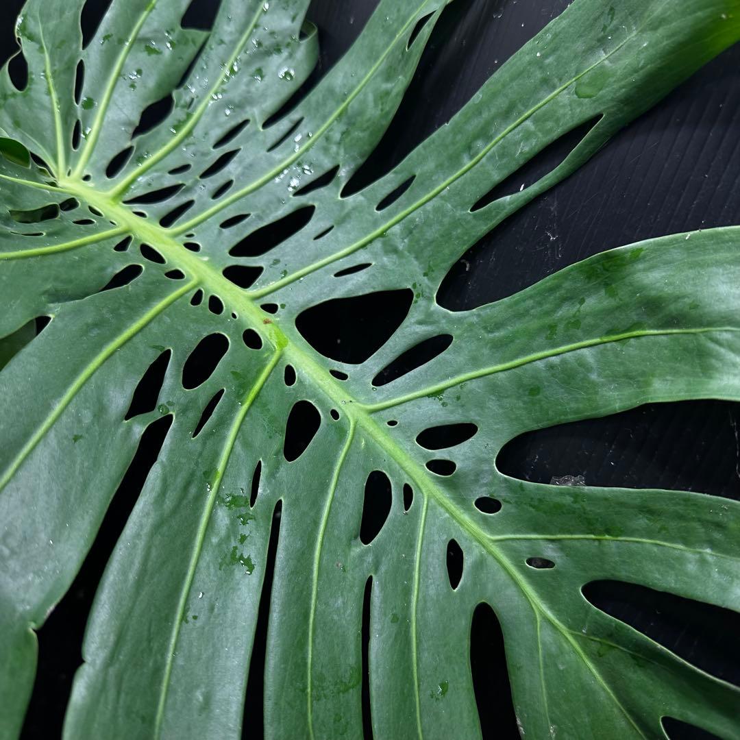 江*君様 モンステラデリシオーサマクロコズム超希少系統鉢植え