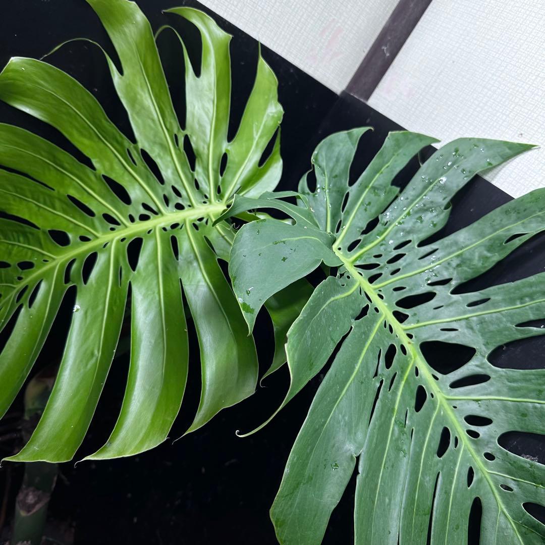 江*君様 モンステラデリシオーサマクロコズム超希少系統鉢植え