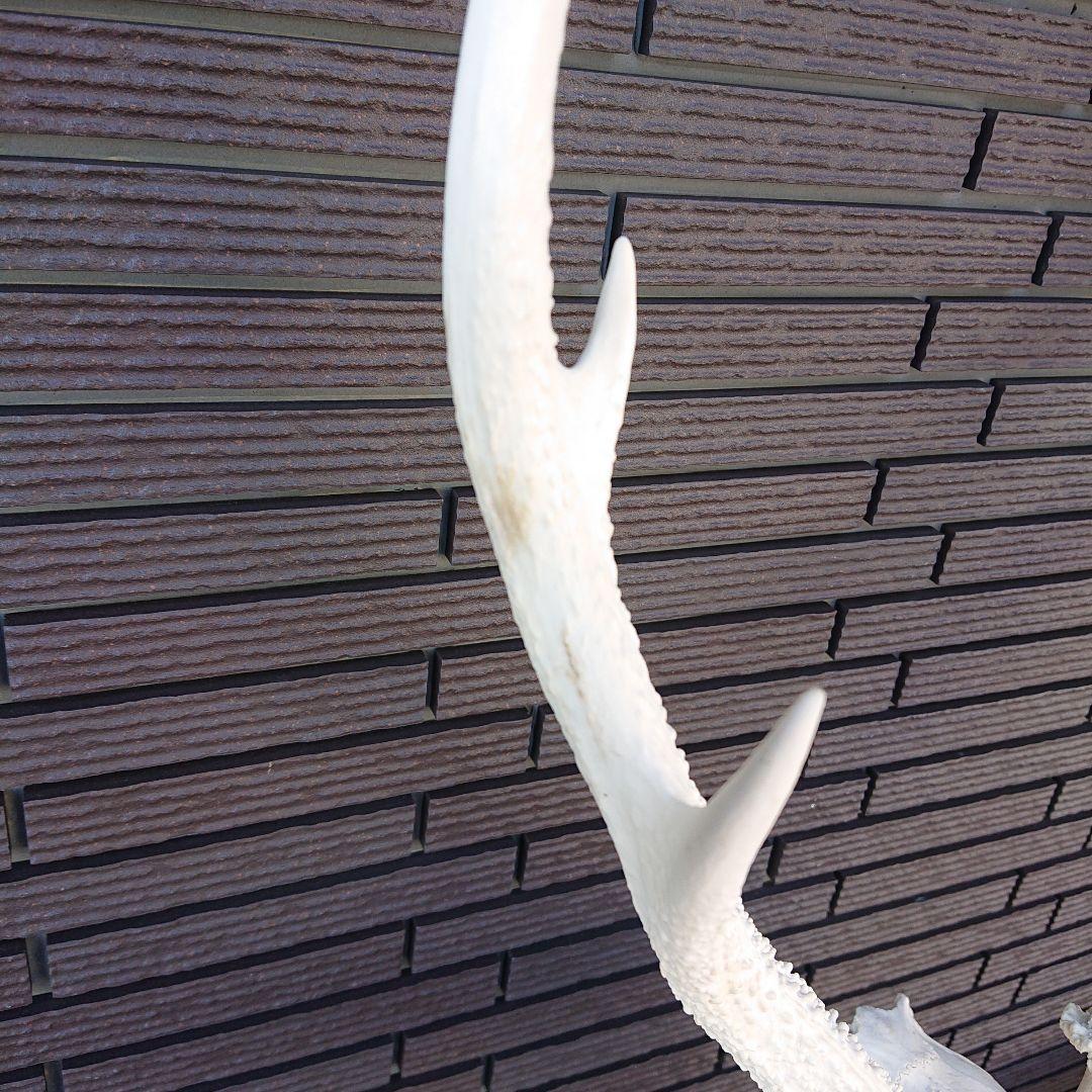 ホワイト鹿の骨製インテリア装飾