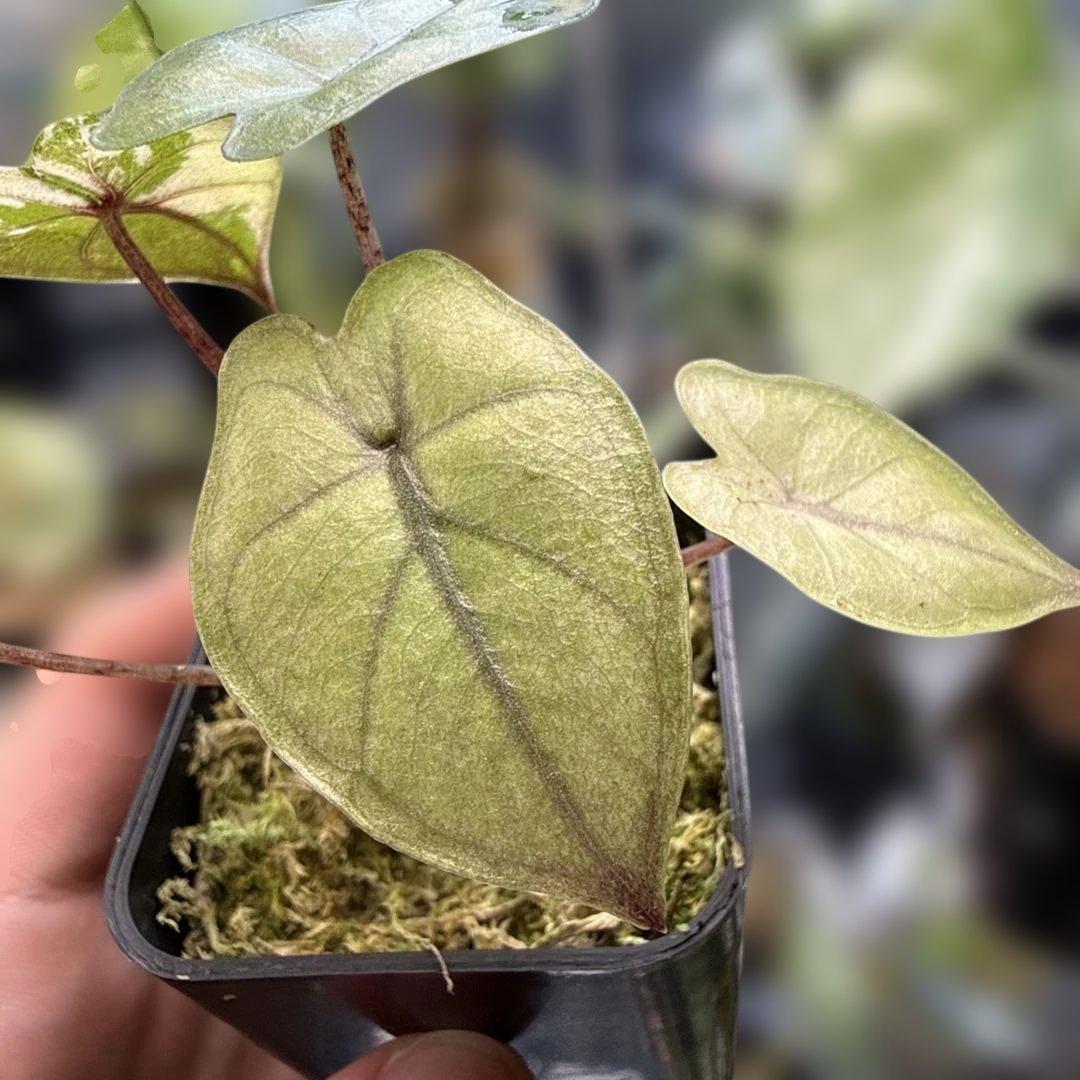 レ*迎様 格安 アロカシア ユカタンプリンセス ピンク