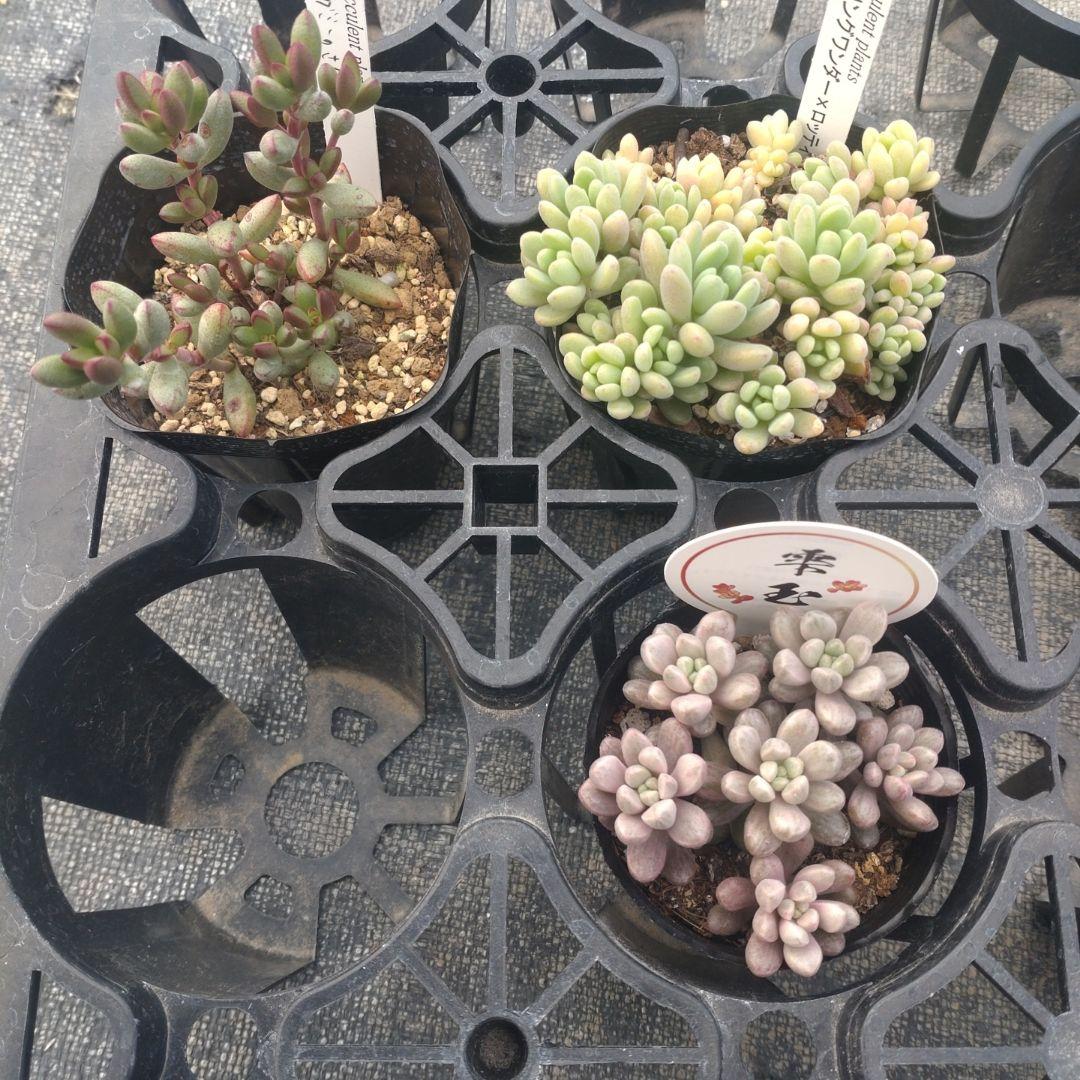 ちょらさん専用