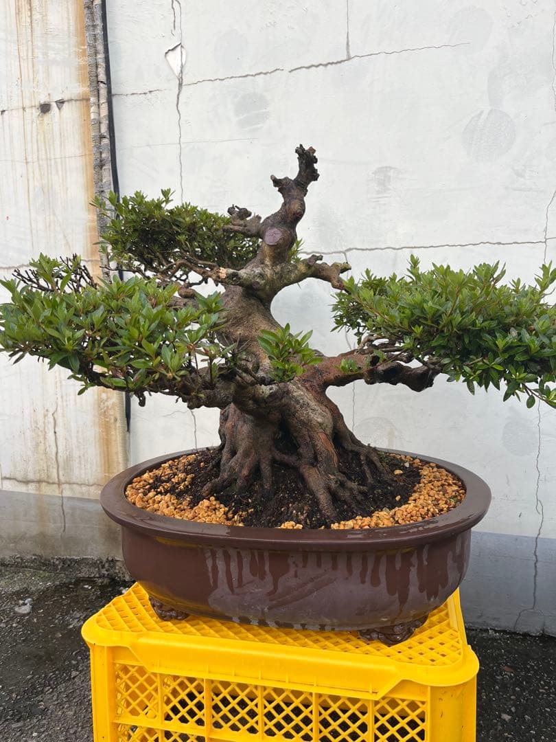 皐月 大盃(おおさかずき) 盆栽 素材 / 超極太幹