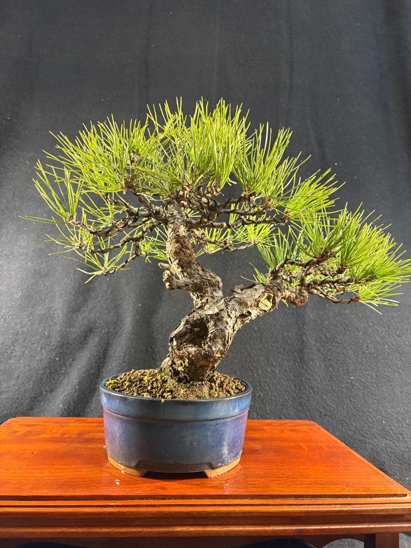 貴風盆栽、黒松、模様木(古木) やや傷や汚れあり