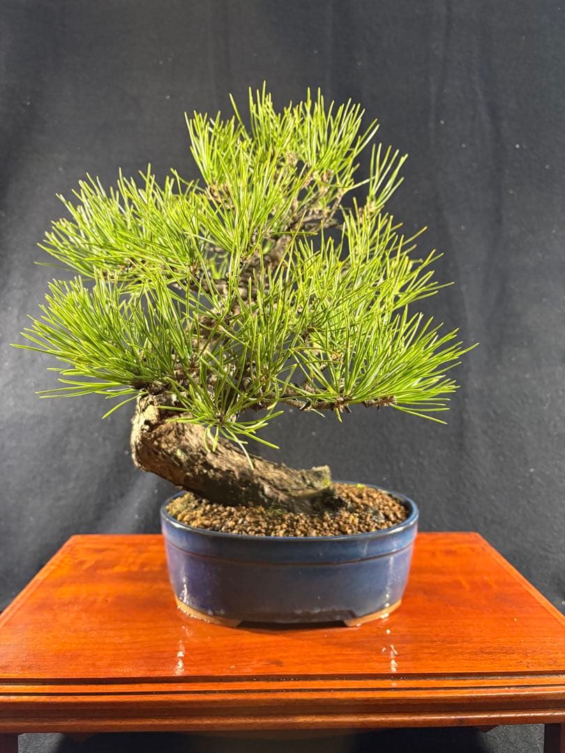 貴風盆栽、黒松、模様木(古木) やや傷や汚れあり