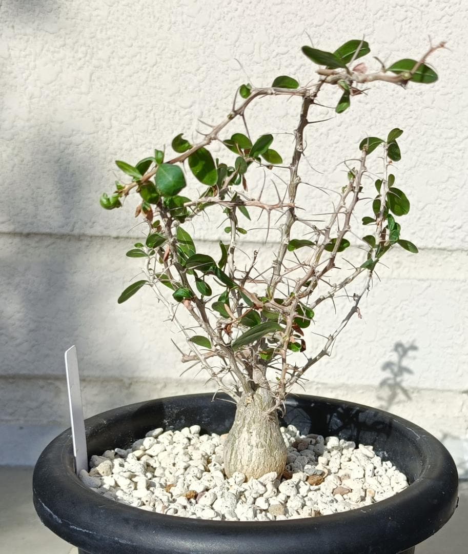 フォークイエリア コルムナリス 観峰玉　#7