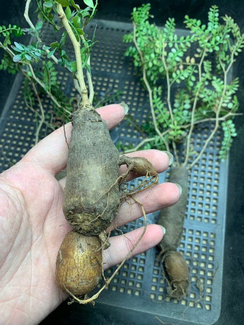 r*a様 C72 多肉植物 オペルクリカリア・パキプス 5株