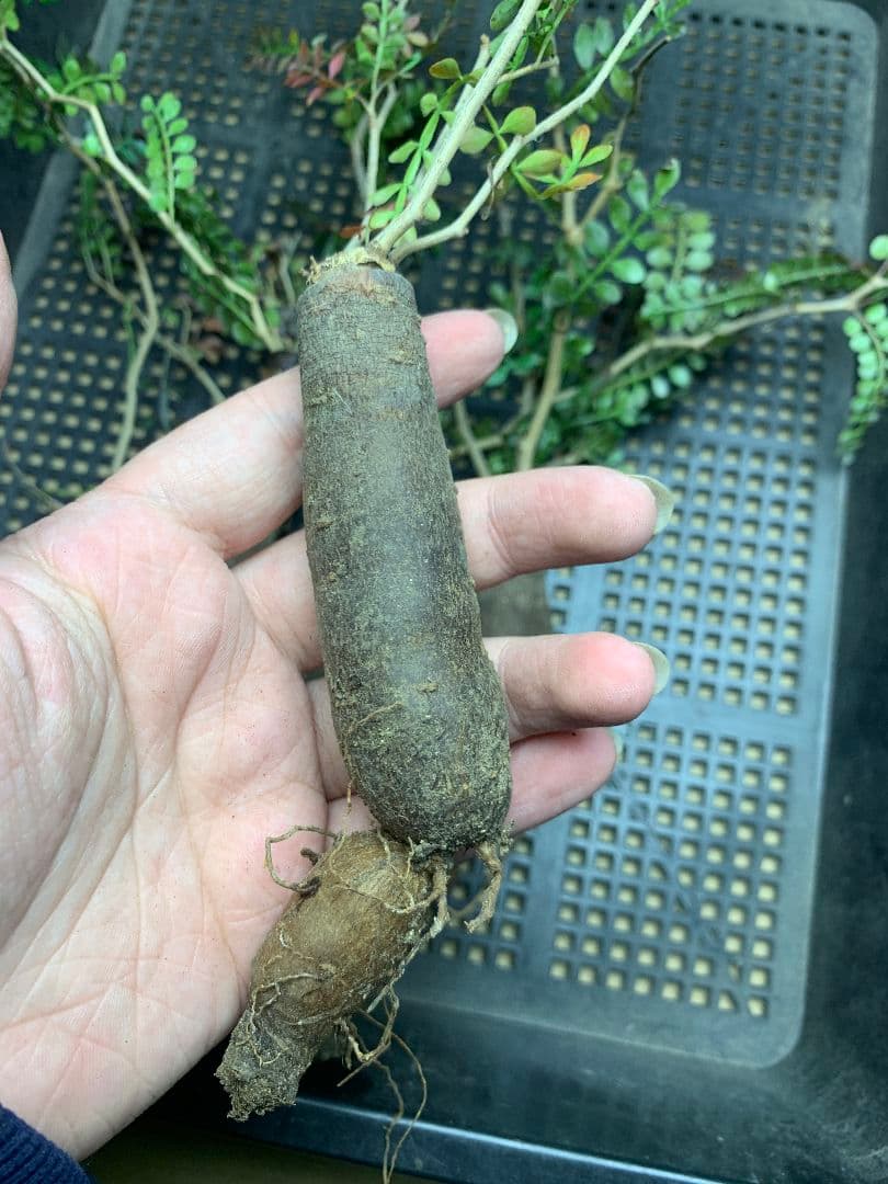 r*a様 C72 多肉植物 オペルクリカリア・パキプス 5株