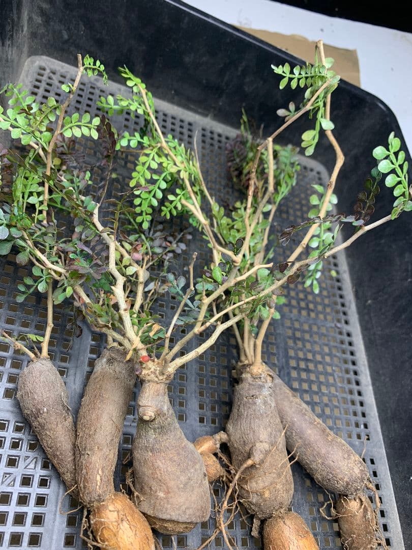 r*a様 C72 多肉植物 オペルクリカリア・パキプス 5株