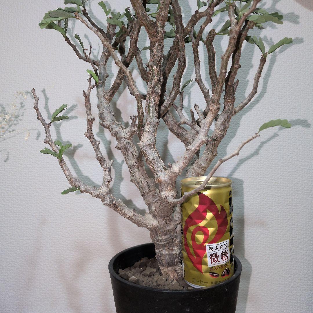 センナ　メリディオナリス　大株 （鉢付き)