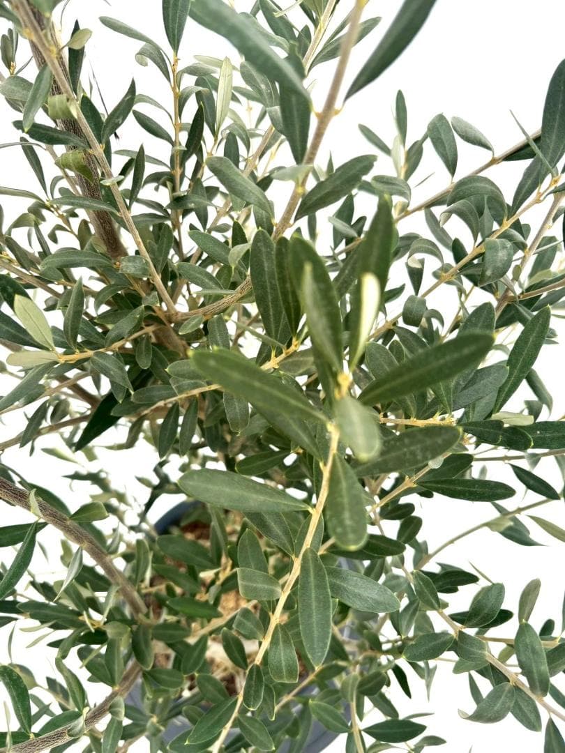 オリーブの木　シプレシーノ　8号　約140cm　NO.861　人気品種　現品掲載