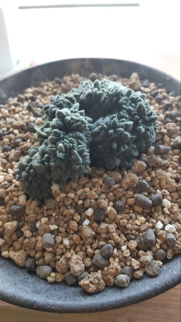 アリオカルプス 青磁モンスト 多肉植物