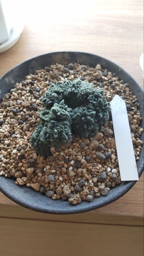 アリオカルプス 青磁モンスト 多肉植物