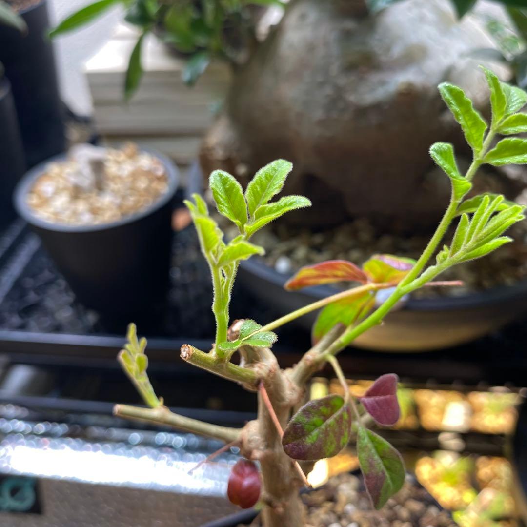 オペルクリカリア　ムルチジュガ　パワータンク　挿し木　パキプスより珍しい