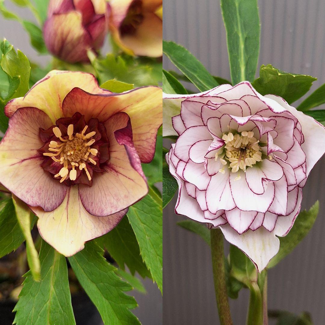 まや 26-4 クリスマスローズ 3ポットセット