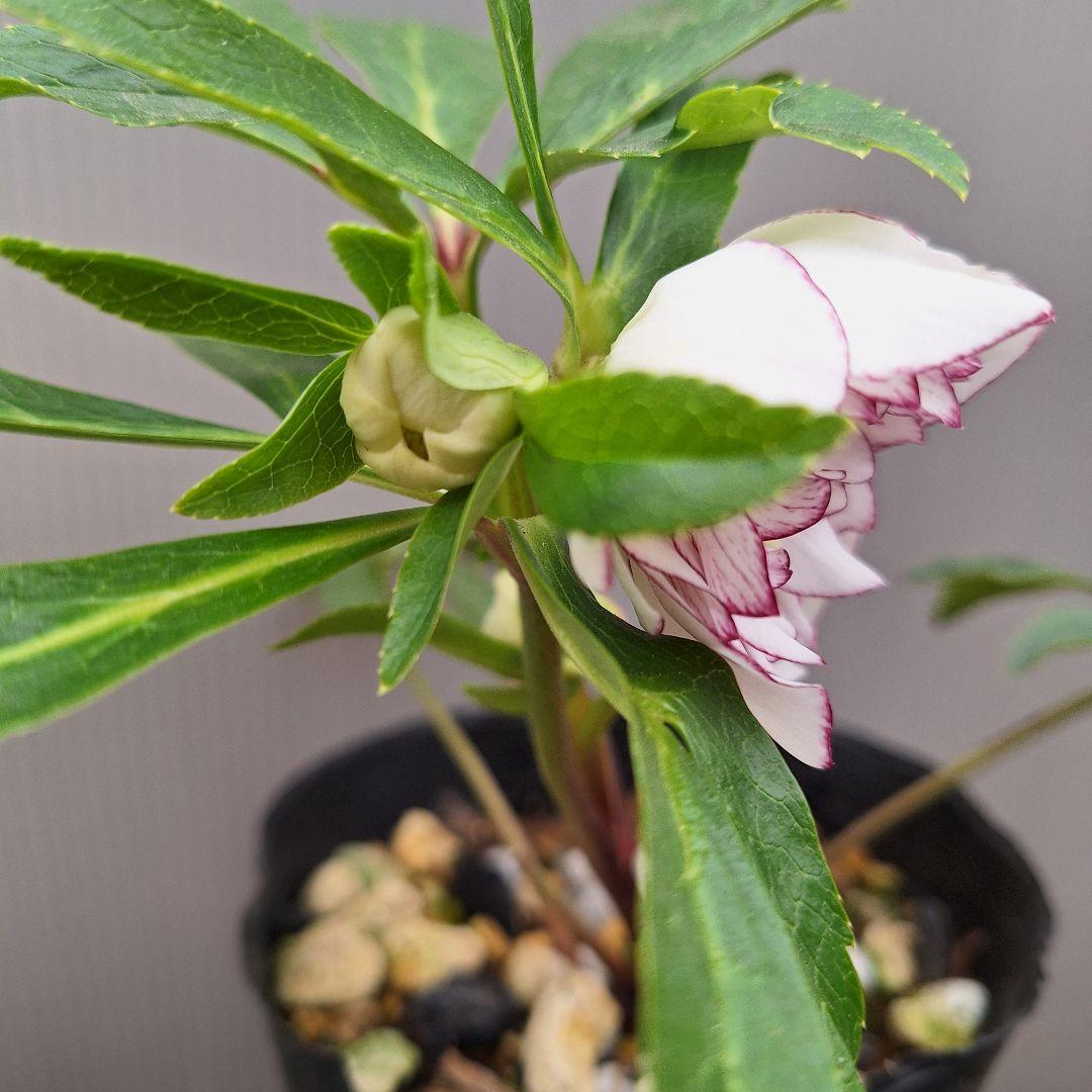 まや 26-4 クリスマスローズ 3ポットセット