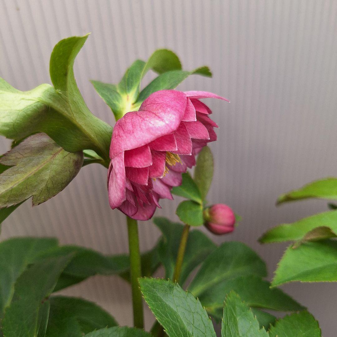 まや 26-4 クリスマスローズ 3ポットセット