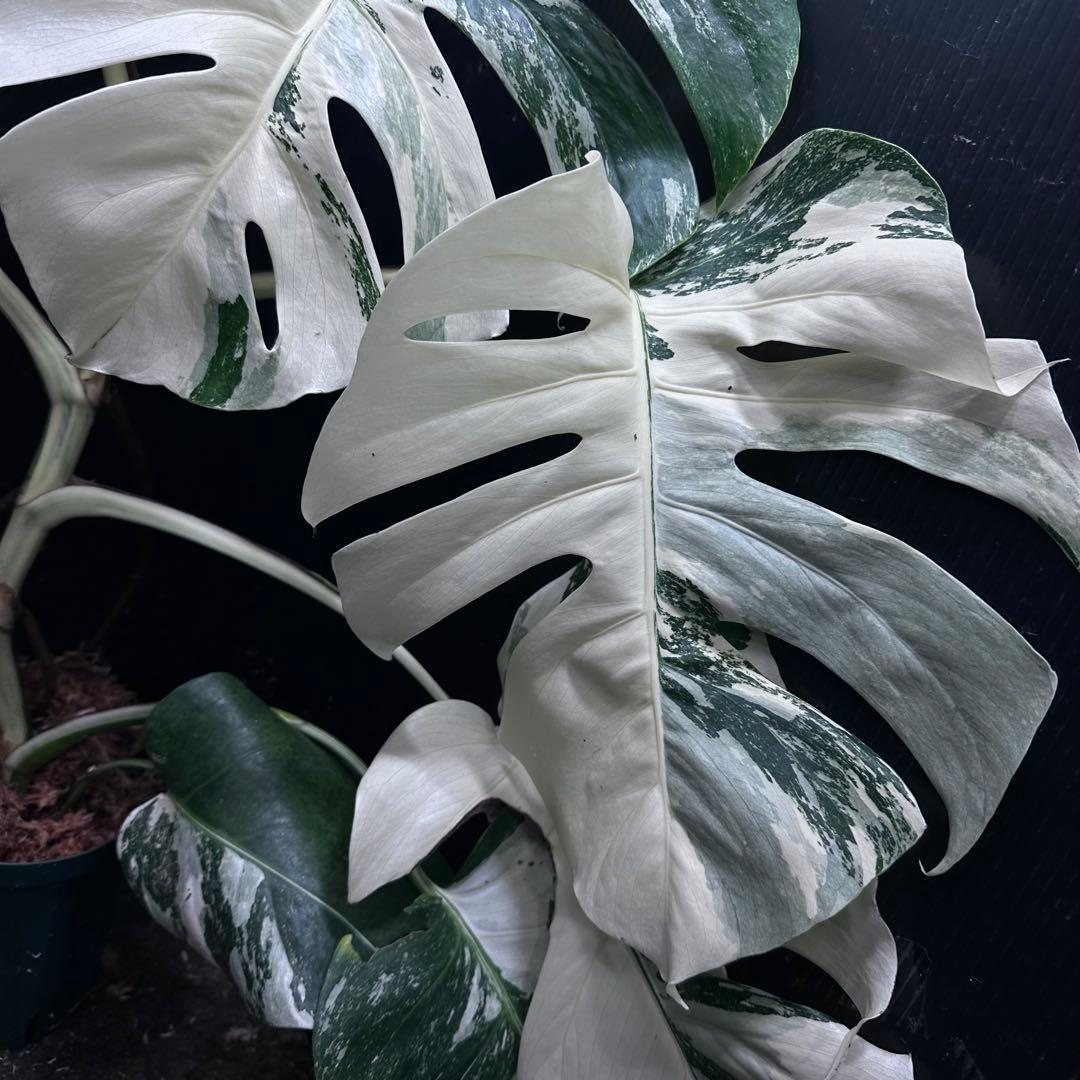 d*0様 斑入りモンステラ ホワイトタイガー極美大株69cm白斑多