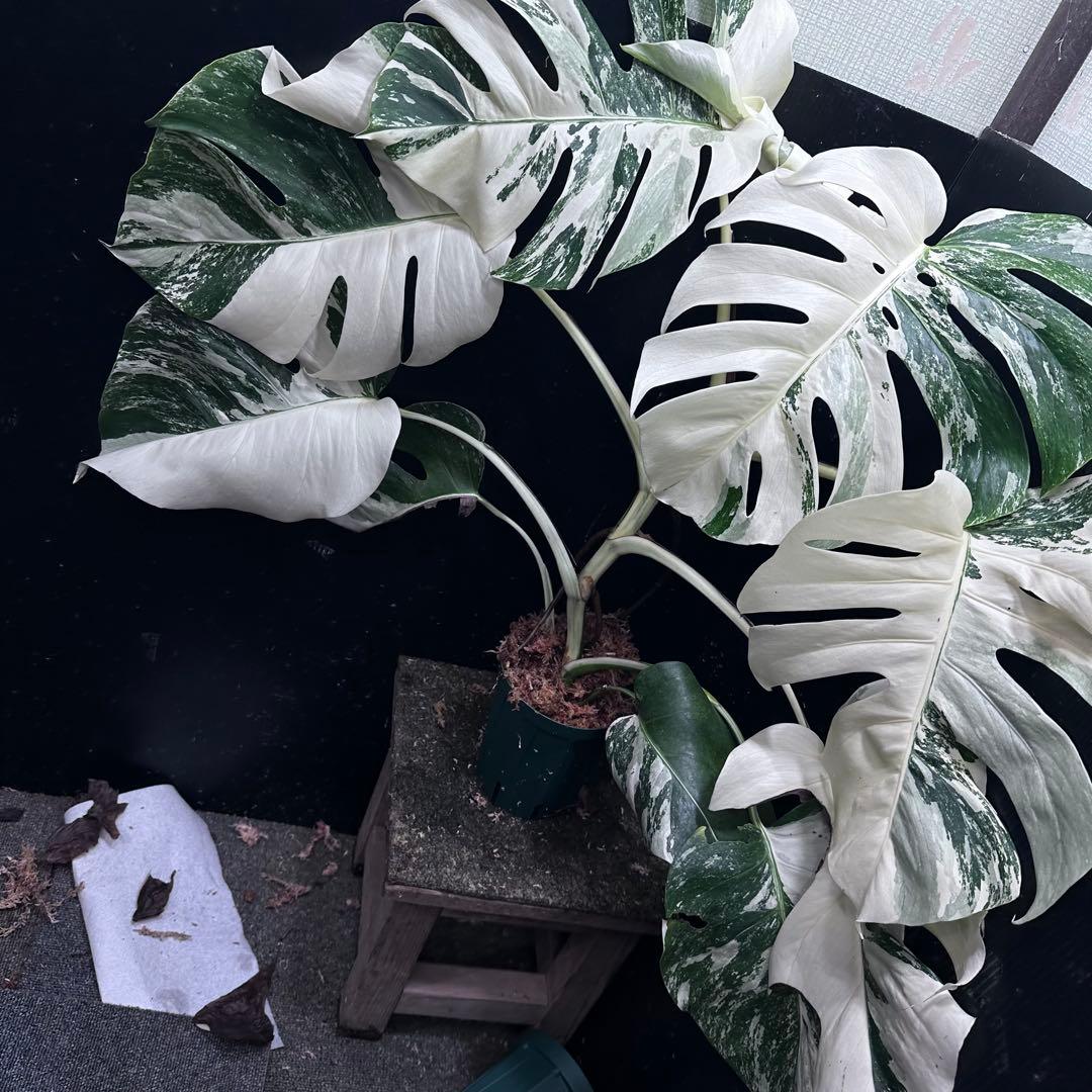 d*0様 斑入りモンステラ ホワイトタイガー極美大株69cm白斑多