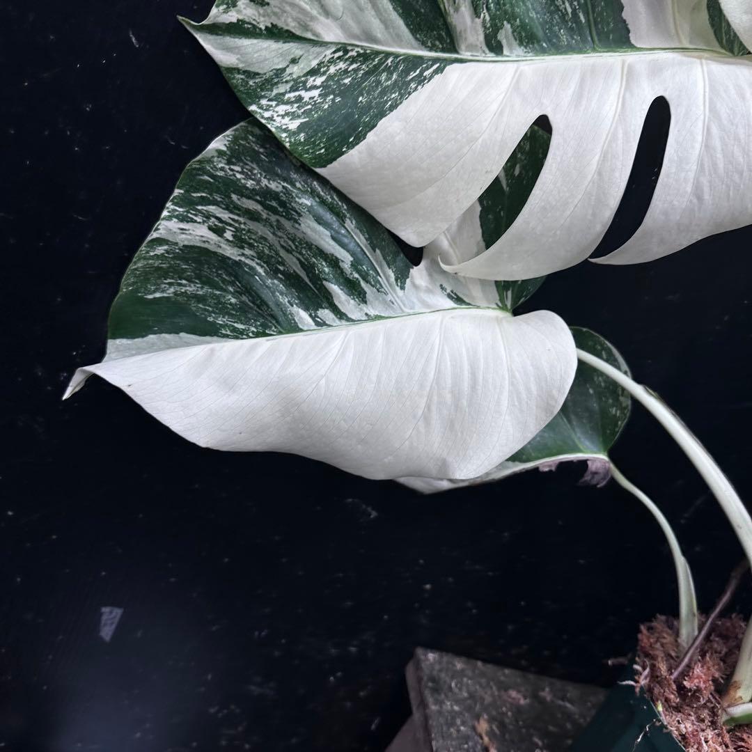 d*0様 斑入りモンステラ ホワイトタイガー極美大株69cm白斑多