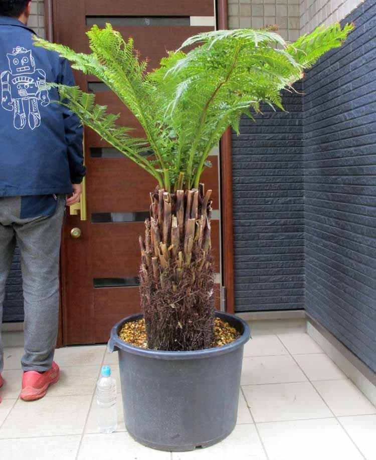 【現品】大株　ディクソニア　アンタルティカ　16号相当　発根済　EJ番