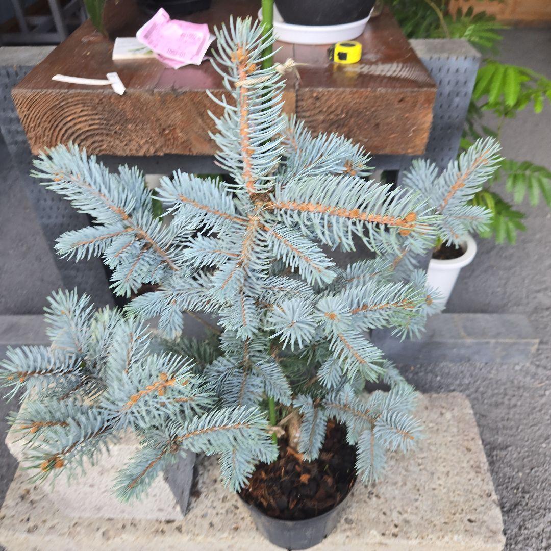 ⑨　ブンゲンス　トウヒ　ホプシー　７号　最高等級極上品‼️