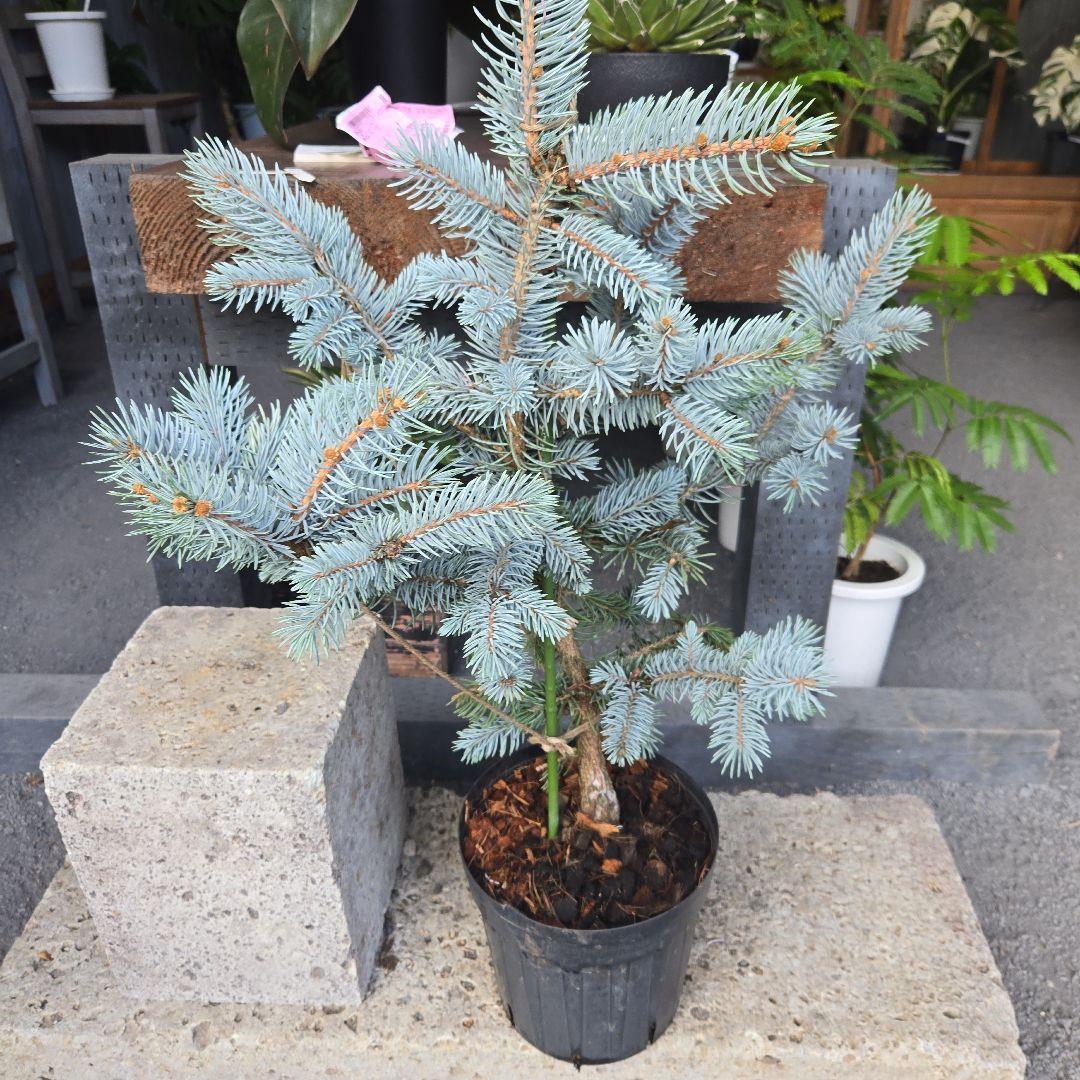 ⑨　ブンゲンス　トウヒ　ホプシー　７号　最高等級極上品‼️