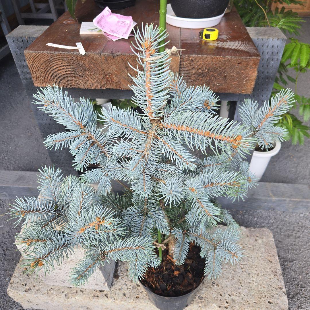 ⑨　ブンゲンス　トウヒ　ホプシー　７号　最高等級極上品‼️