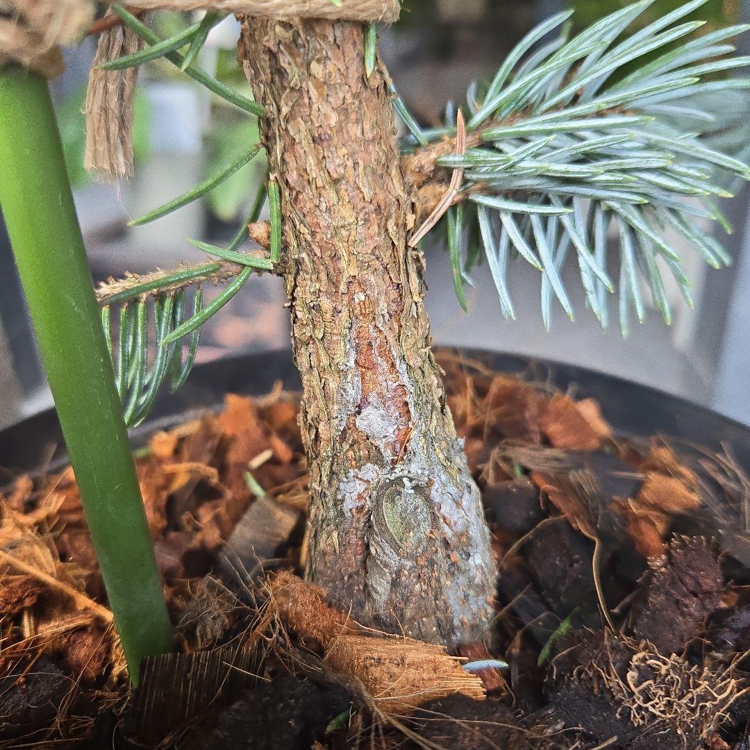 ⑨　ブンゲンス　トウヒ　ホプシー　７号　最高等級極上品‼️