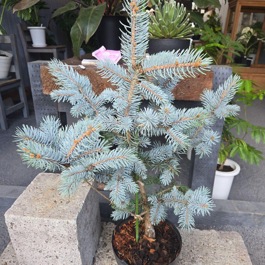 ⑨　ブンゲンス　トウヒ　ホプシー　７号　最高等級極上品‼️