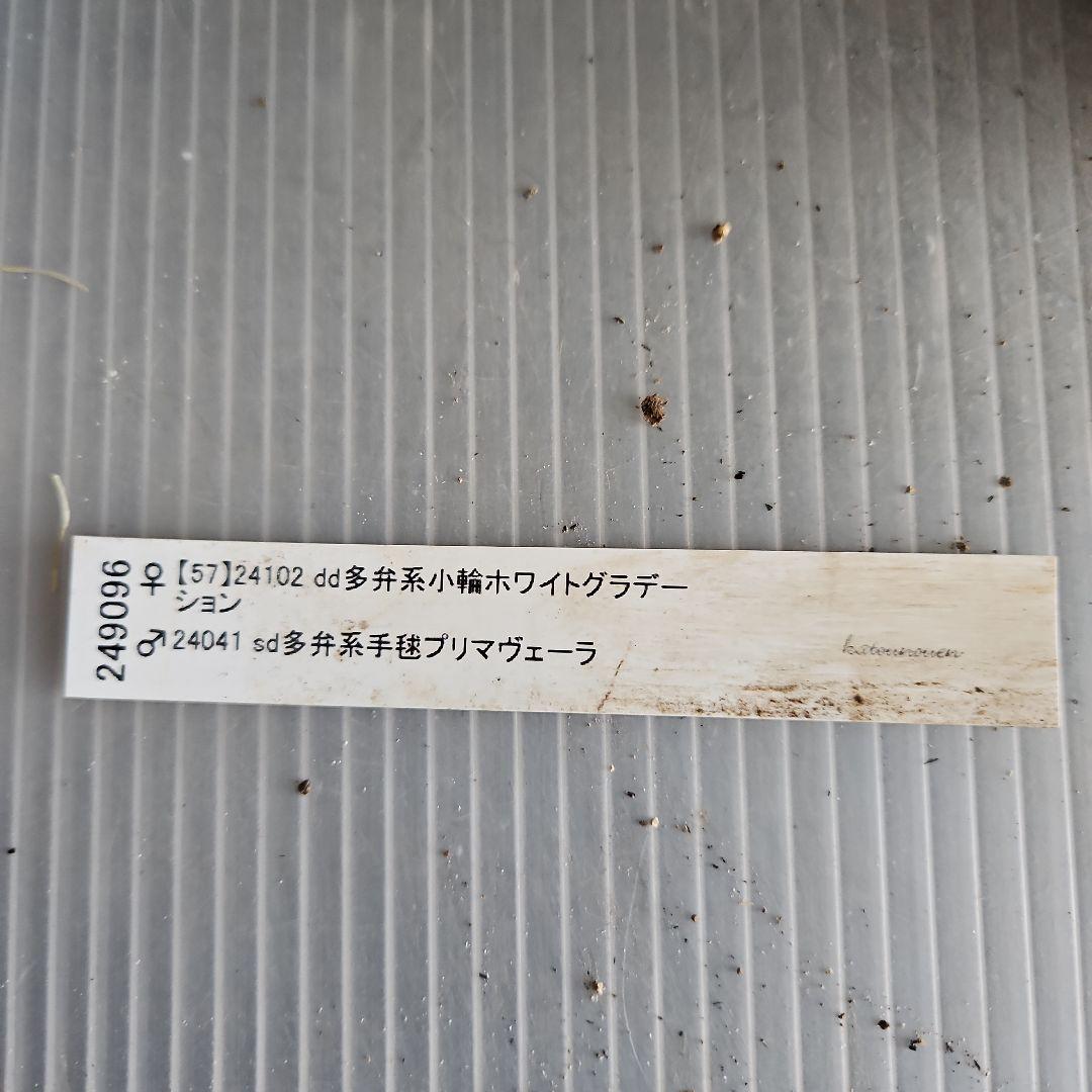 ㉖-445クリスマスローズ