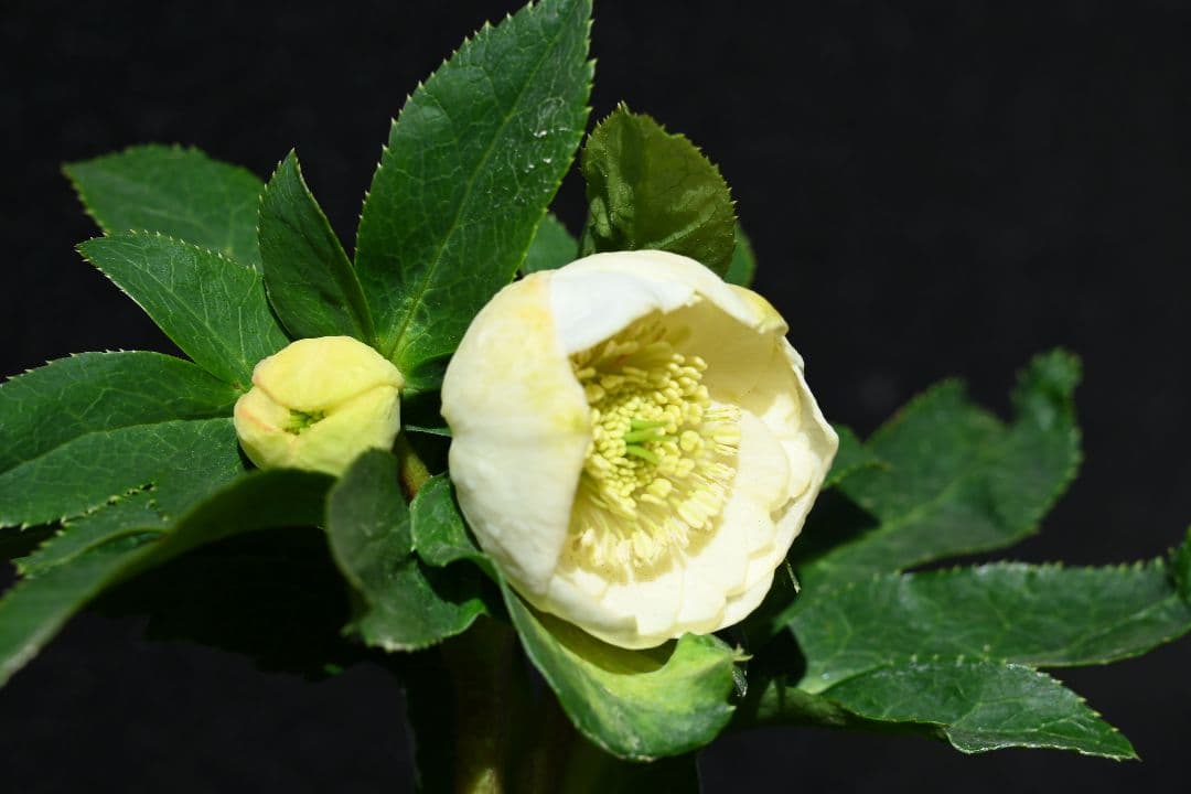 クリスマスローズ　認定手毬　加藤農園