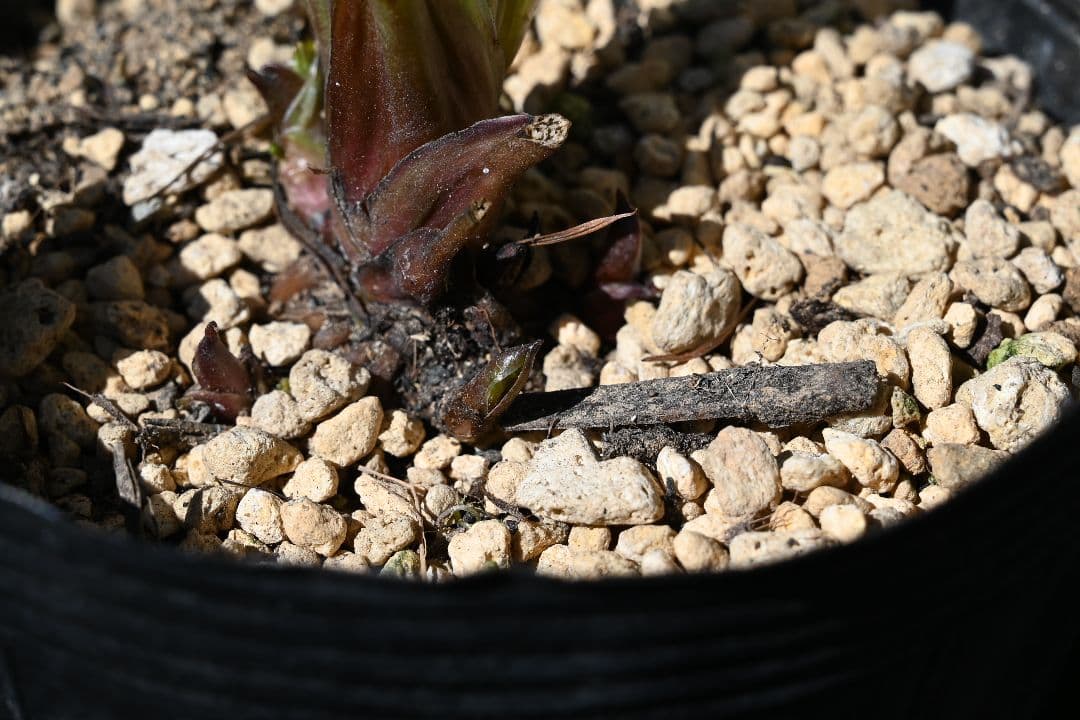 クリスマスローズ　認定手毬　加藤農園