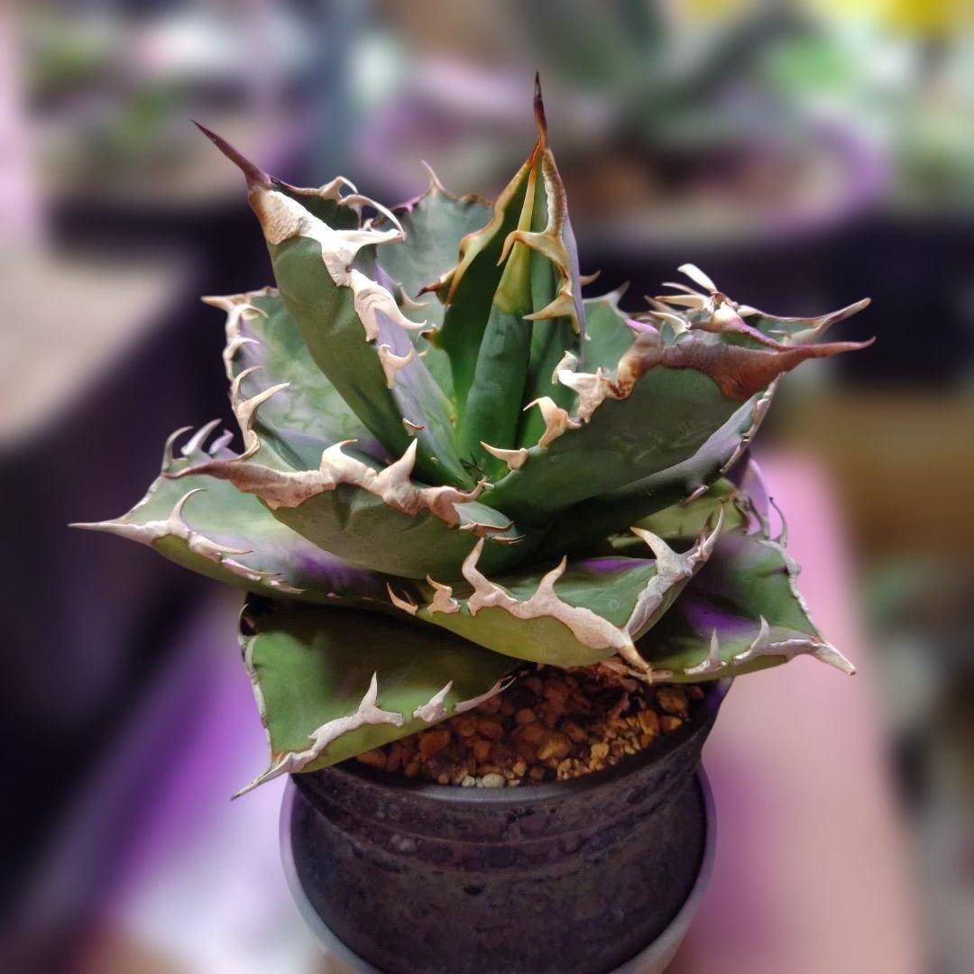 アガベ 　九尾狐①　鉢ごと匿名発送！