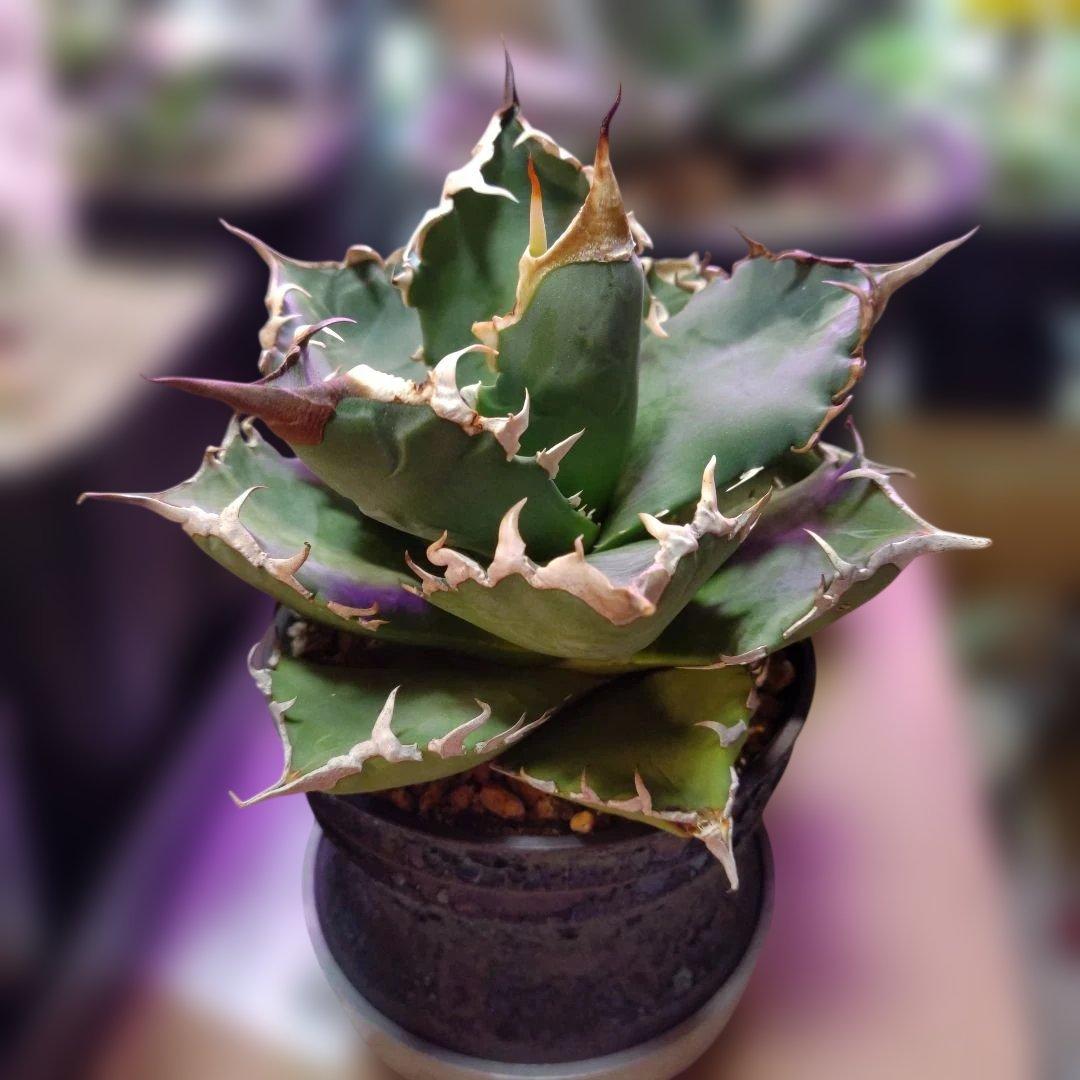 アガベ 　九尾狐①　鉢ごと匿名発送！